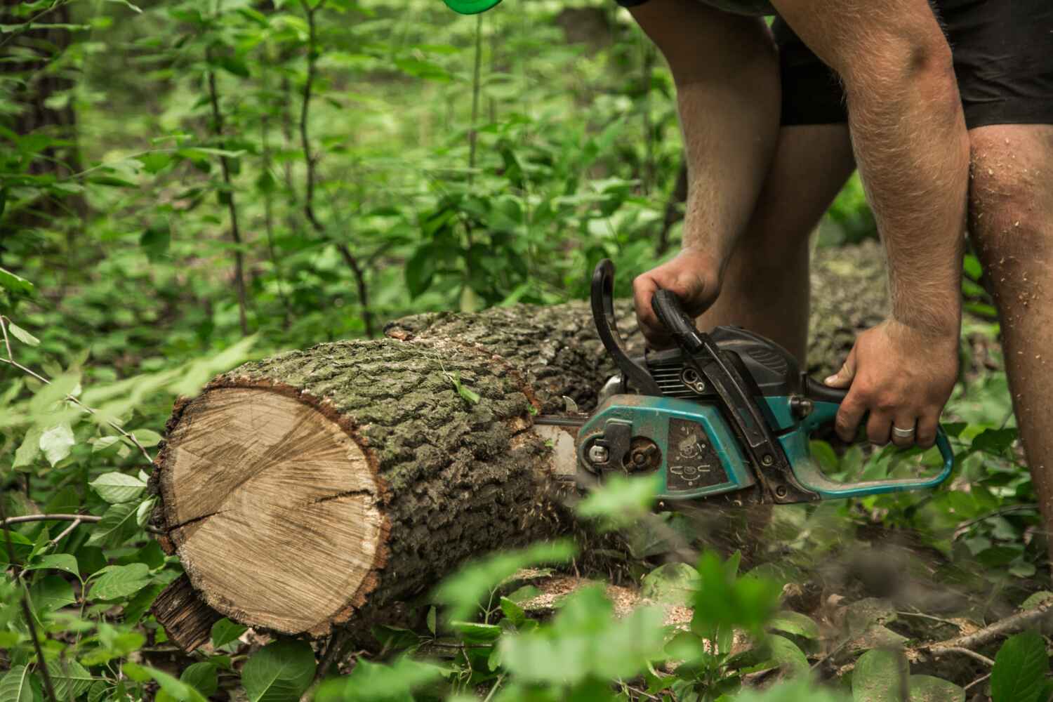 Tree Branch Trimming in Buffalo, MO